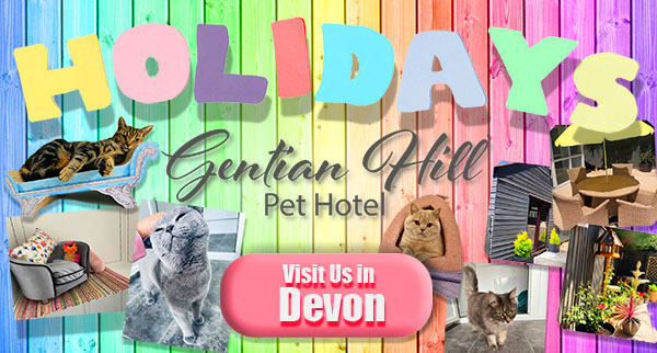Pastel rainbow boards with the word Holiday in colourful letters and photos of cats and the cattery