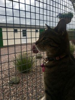 Boarding cattery view