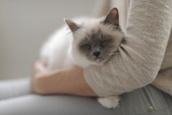 Exercise & Play in Boarding Cattery