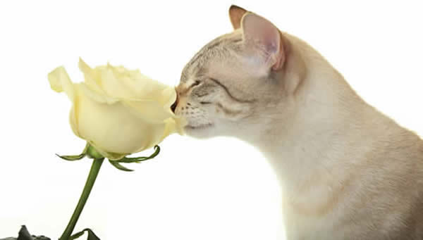 Beautiful cat sniffing an ivory colour rose flower
